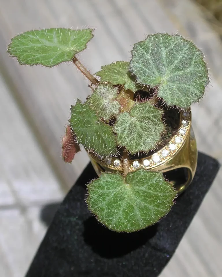 Bague Garden Party